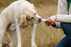 eating Labrador Retriever