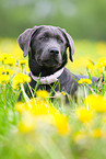 Labrador Retriever Puppies