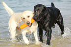 2 Labrador Retrievers