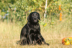 sitting Labrador Retriever