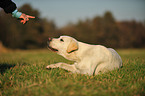 lying Labrador Retriever