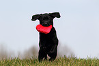 Labrador Retriever puppy