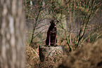 sitting Labrador Retriever