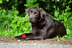 lying Labrador Retriever