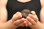 Labrador Retriever Puppy