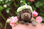 Labrador Retriever Puppy