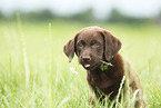 Labrador Retriever Puppy