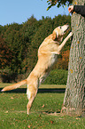 Labrador is stretching itself