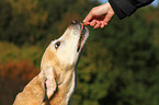 eating Labrador Retriever