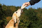 eating Labrador Retriever