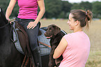 Labrador Retriever Puppy