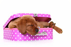 sleeping Labrador Retriever puppy