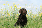 sitting Labrador Retriever