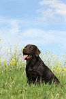 sitting Labrador Retriever