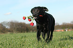 Labrador Retriever with roses