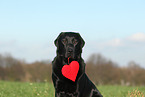 Labrador Retriever Portrait