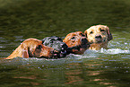 4 Labrador Retriever