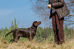 young Labrador Retriever