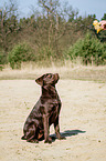 young Labrador Retriever