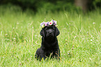 Labrador Retriever Puppy