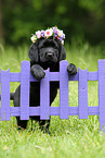 Labrador Retriever Puppy