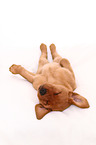 Labrador Retriever Puppy