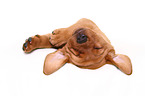 Labrador Retriever Puppy