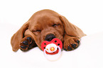 Labrador Retriever Puppy