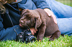 Labrador Retriever Puppy