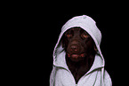 Labrador Retriever Portrait