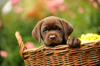 Labrador Retriever Puppy