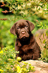 Labrador Retriever Puppy