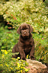 Labrador Retriever Puppy