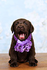 Labrador Retriever Puppy
