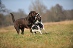 2 dogs