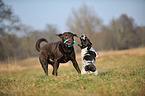 2 dogs