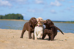 3 Labrador Retriever Puppies