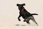running Labrador Retriever
