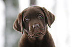 Labrador Puppy in snow