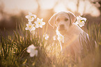 Labrador Retriever Puppy