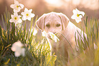 Labrador Retriever Puppy