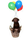 Labrador Retriever Puppy
