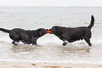 2 Labrador Retriever