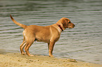 Labrador Retriever Puppy