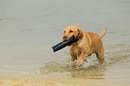 Labrador Retriever Puppy