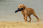 Labrador Retriever Puppy
