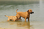 2 dogs