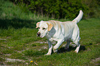 walking Labrador Retriever