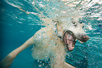 swimming Labrador Retriever