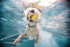 swimming Labrador Retriever